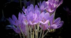 The Living Forest (379) : Autumn Crocus