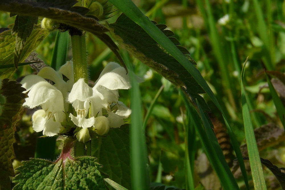 The Living Forest (38) : White Deadnettle