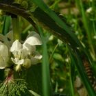 The Living Forest (38) : White Deadnettle