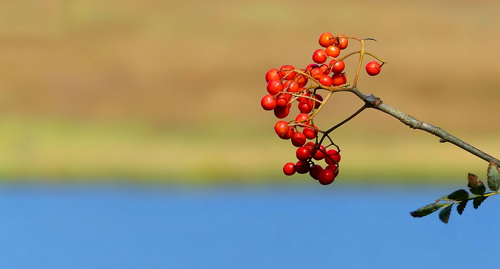 The Living Forest (381) : Rowan