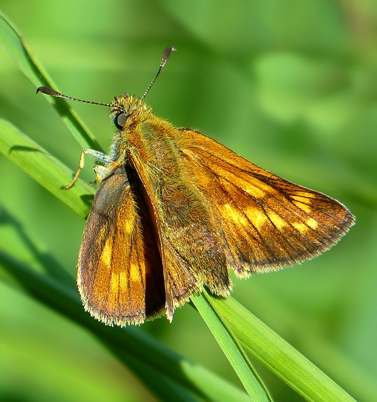 The Living Forest (382) : Large Skipper