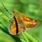 The Living Forest (382) : Large Skipper