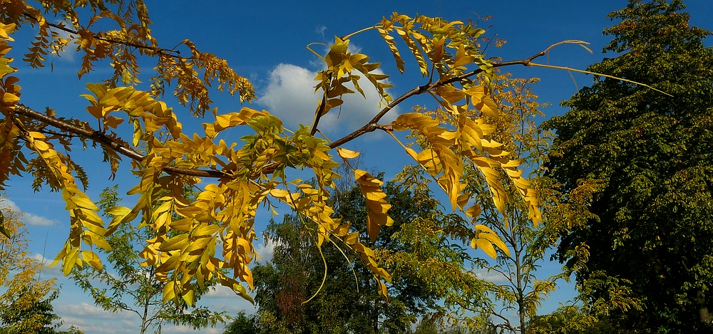 The Living Forest (383) : First sign of Autumn