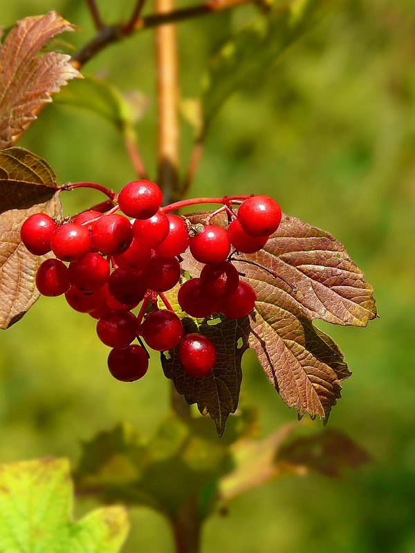 The Living Forest (384) : Guelder Rose