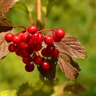 The Living Forest (384) : Guelder Rose