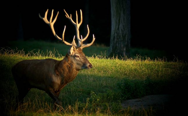 The Living Forest (385) : Red Deer