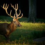 The Living Forest (385) : Red Deer