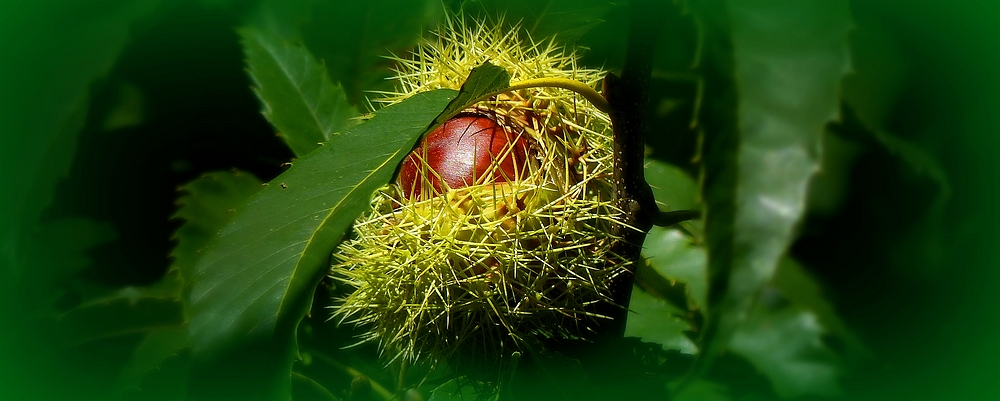 The Living Forest (387) : Sweet Chestnut