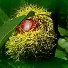 The Living Forest (387) : Sweet Chestnut