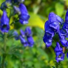 The Living Forest (388) : Monkshood