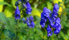 The Living Forest (388) : Monkshood