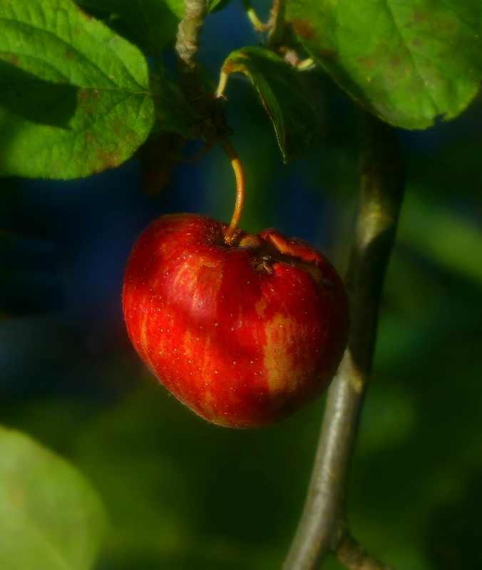 The Living Forest (389) : Wild Apple