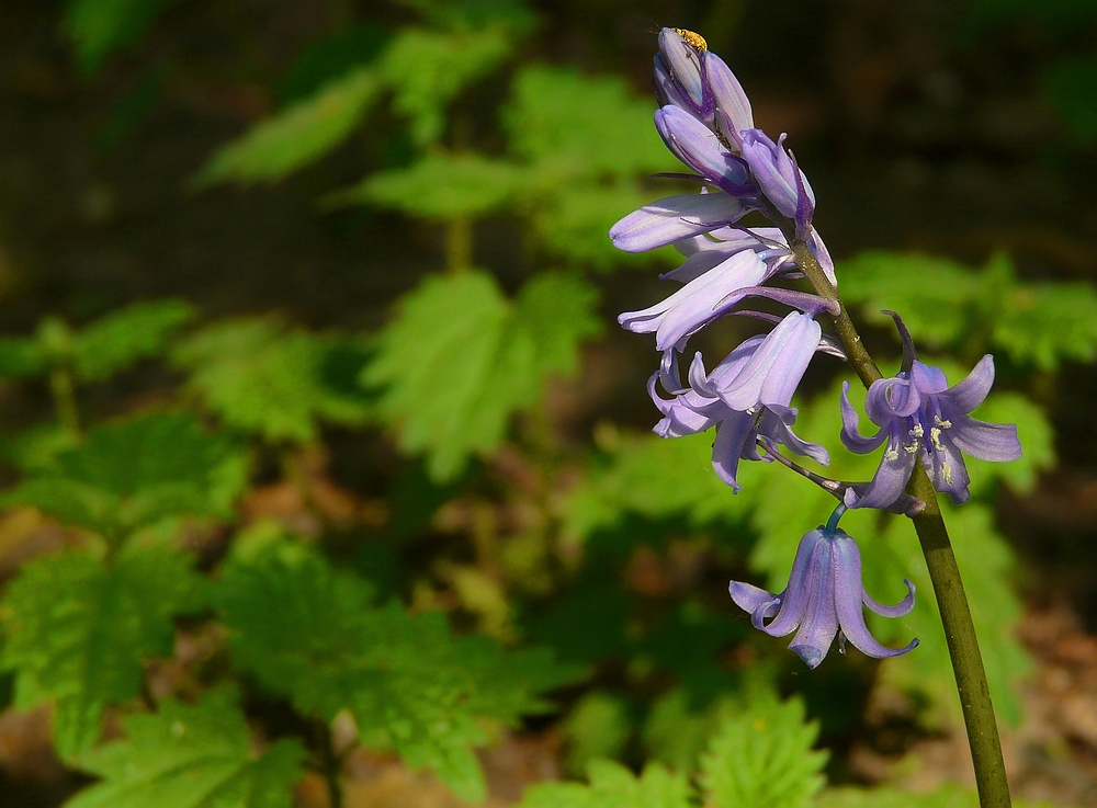 The Living Forest (39) : Common Bluebell