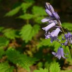 The Living Forest (39) : Common Bluebell