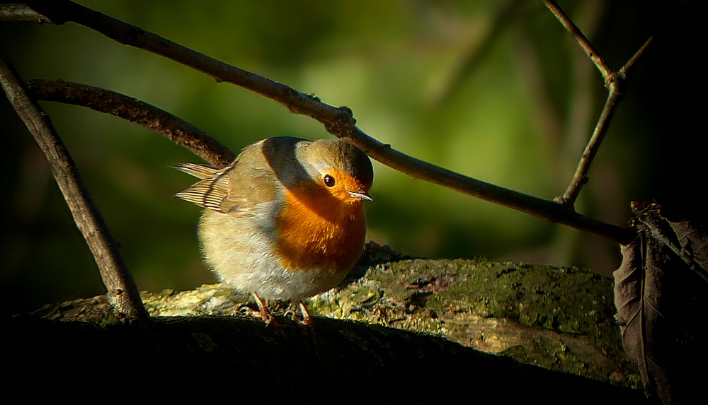 The Living Forest (391) : Robin