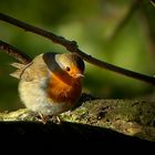 The Living Forest (391) : Robin