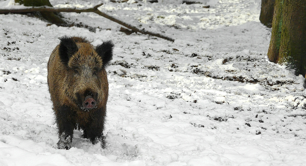 The Living Forest (392) : Wild Boar