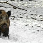 The Living Forest (392) : Wild Boar