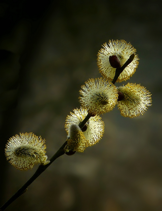 The Living Forest (393) : Willow Catkins