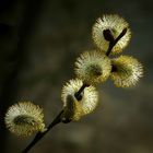 The Living Forest (393) : Willow Catkins