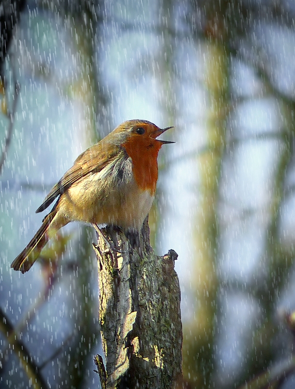 The Living Forest (394) : Singing in the rain…