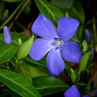 The Living Forest (395) : Lesser Periwinkle