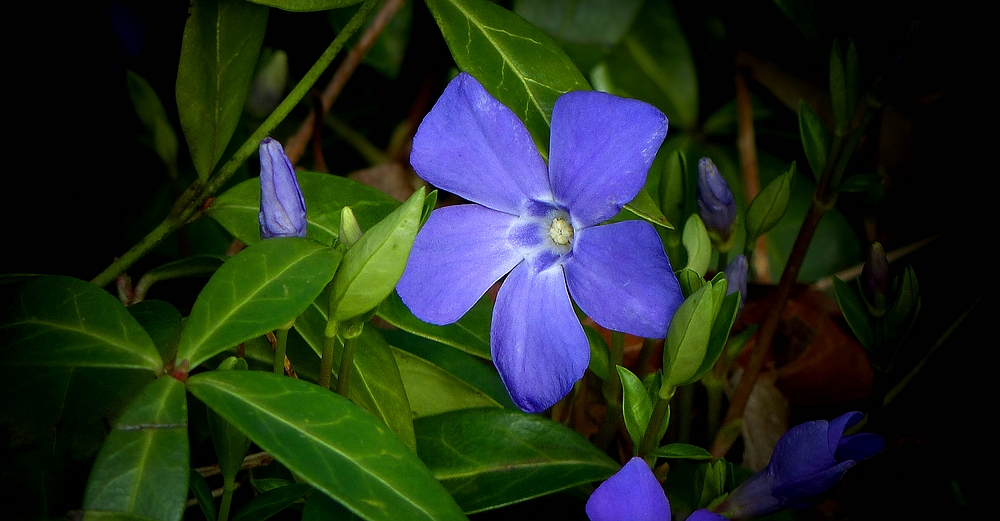 The Living Forest (395) : Lesser Periwinkle