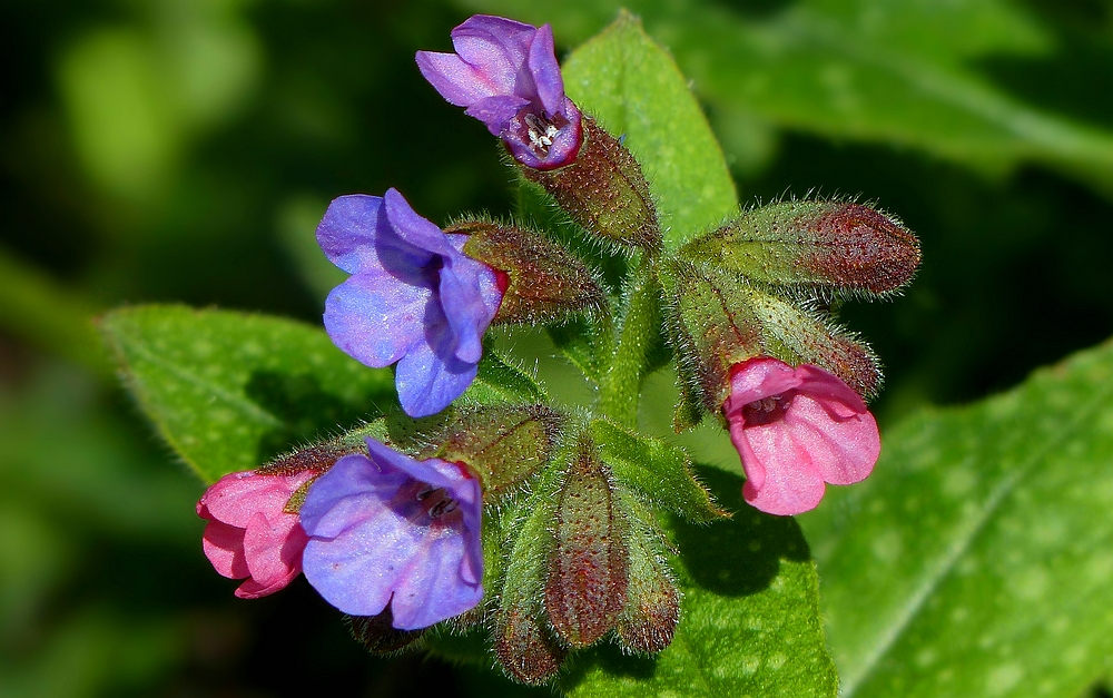 The Living Forest (396) : Lungwort 