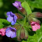 The Living Forest (396) : Lungwort 