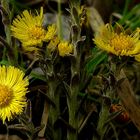 The Living Forest (398) : Coltsfoot   