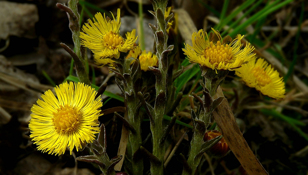The Living Forest (398) : Coltsfoot   