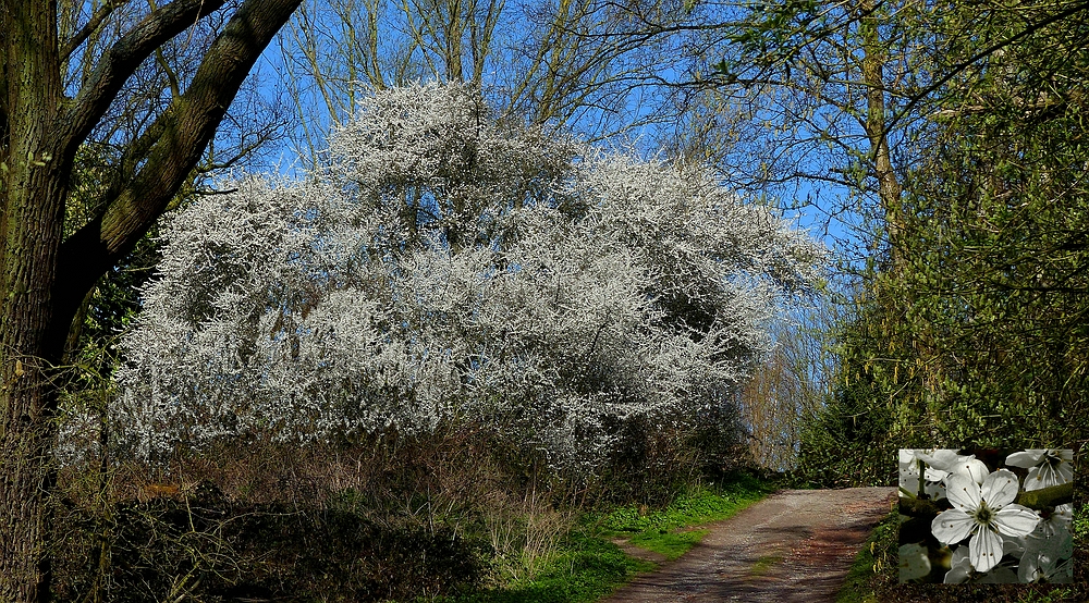 The Living Forest (399) : Blackthorn     