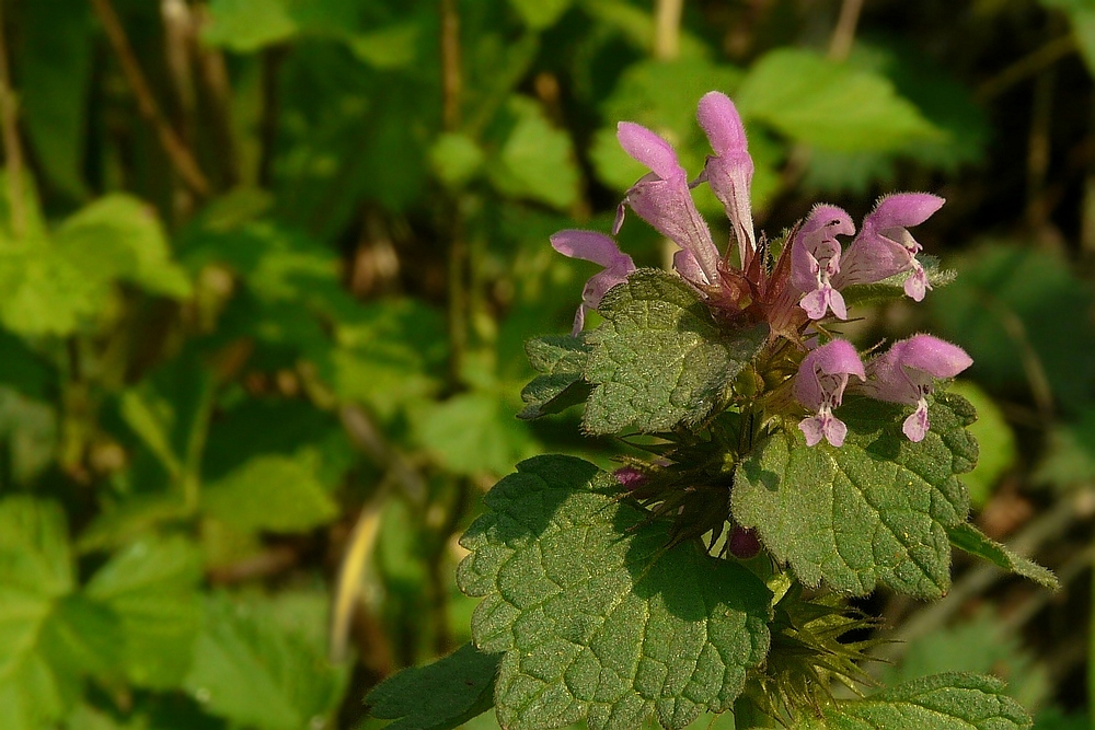 The Living Forest (40) : Purple Deadnettle