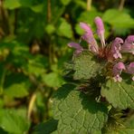 The Living Forest (40) : Purple Deadnettle