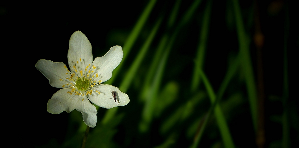 The Living Forest (400) : Wood Anemone