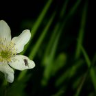 The Living Forest (400) : Wood Anemone