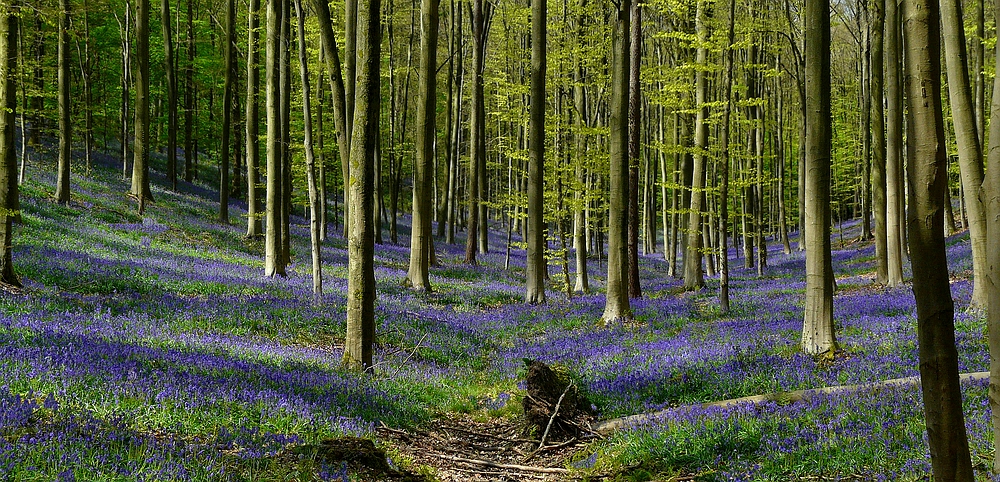 The Living Forest (402) : A sea of Bluebells