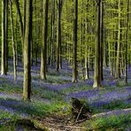 The Living Forest (402) : A sea of Bluebells