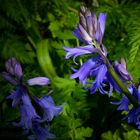 The Living Forest (403) : Bluebells