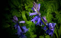 The Living Forest (403) : Bluebells