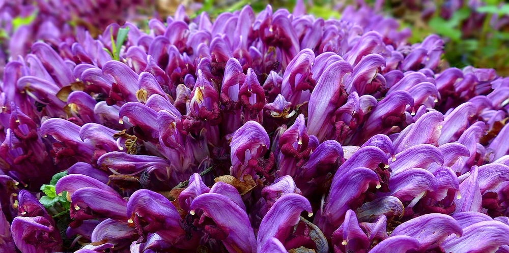 The Living Forest (405) : Purple Toothwort