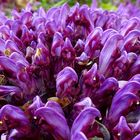 The Living Forest (405) : Purple Toothwort