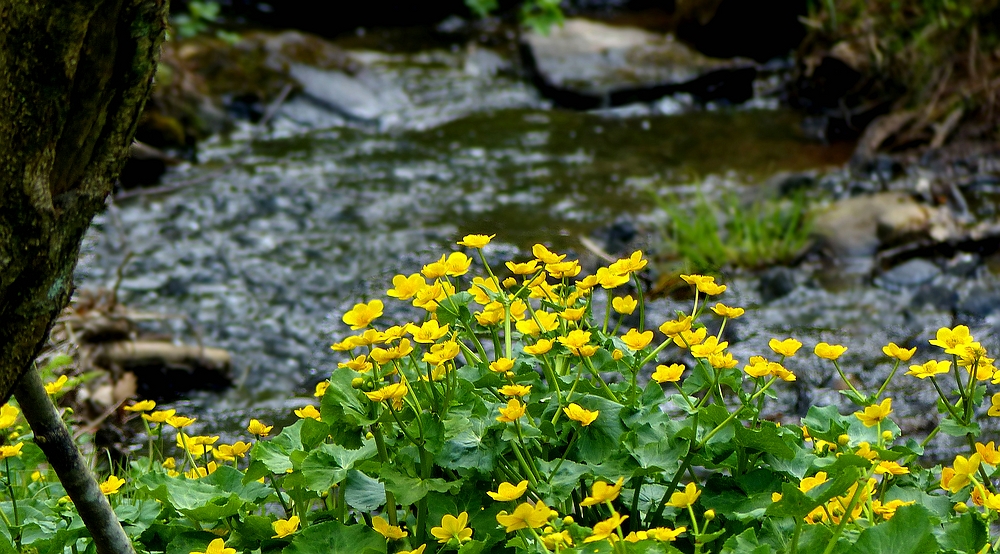 The Living Forest (406) : Marsh Marigold 