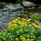 The Living Forest (406) : Marsh Marigold 