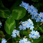 The Living Forest (407) : Forget-Me-Not 