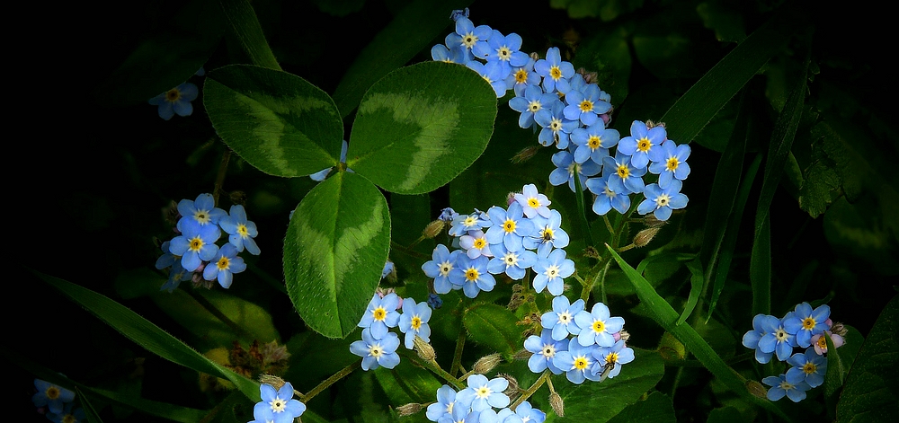 The Living Forest (407) : Forget-Me-Not 