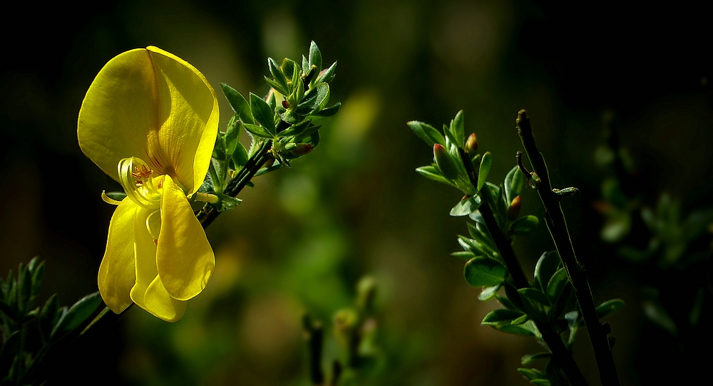 The Living Forest (408) : Broom