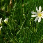 The Living Forest (41) : Greater Stitchwort