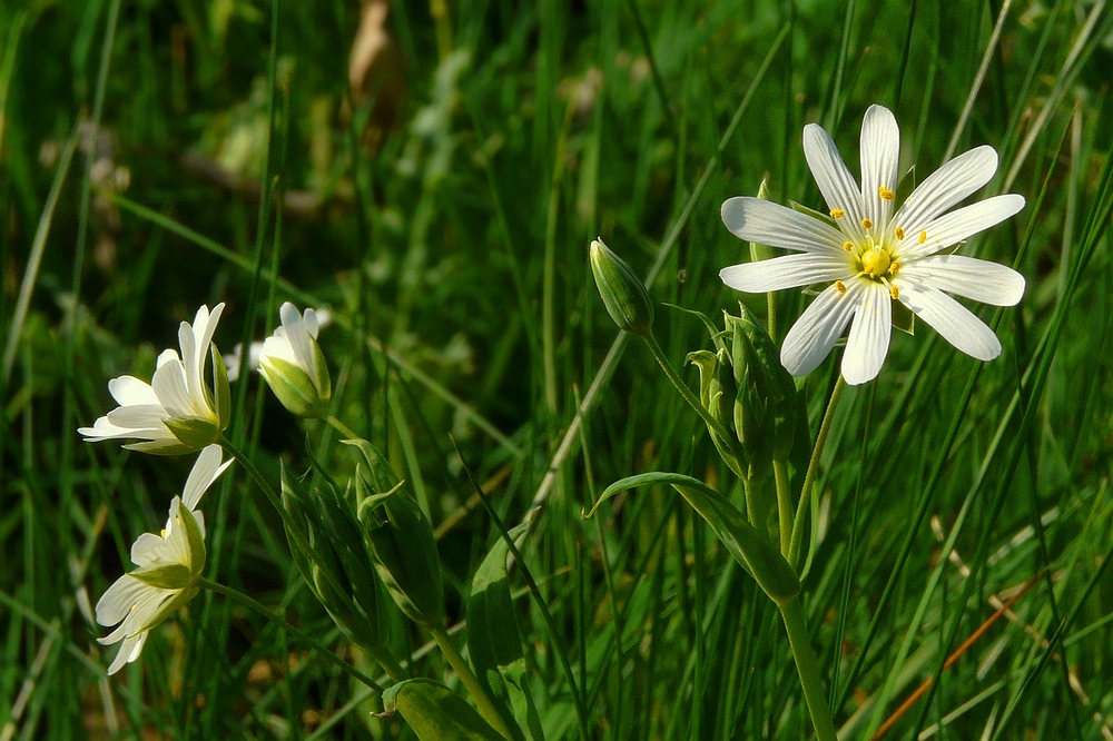 The Living Forest (41) : Greater Stitchwort