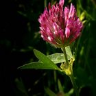 The Living Forest (410) : Red Clover 